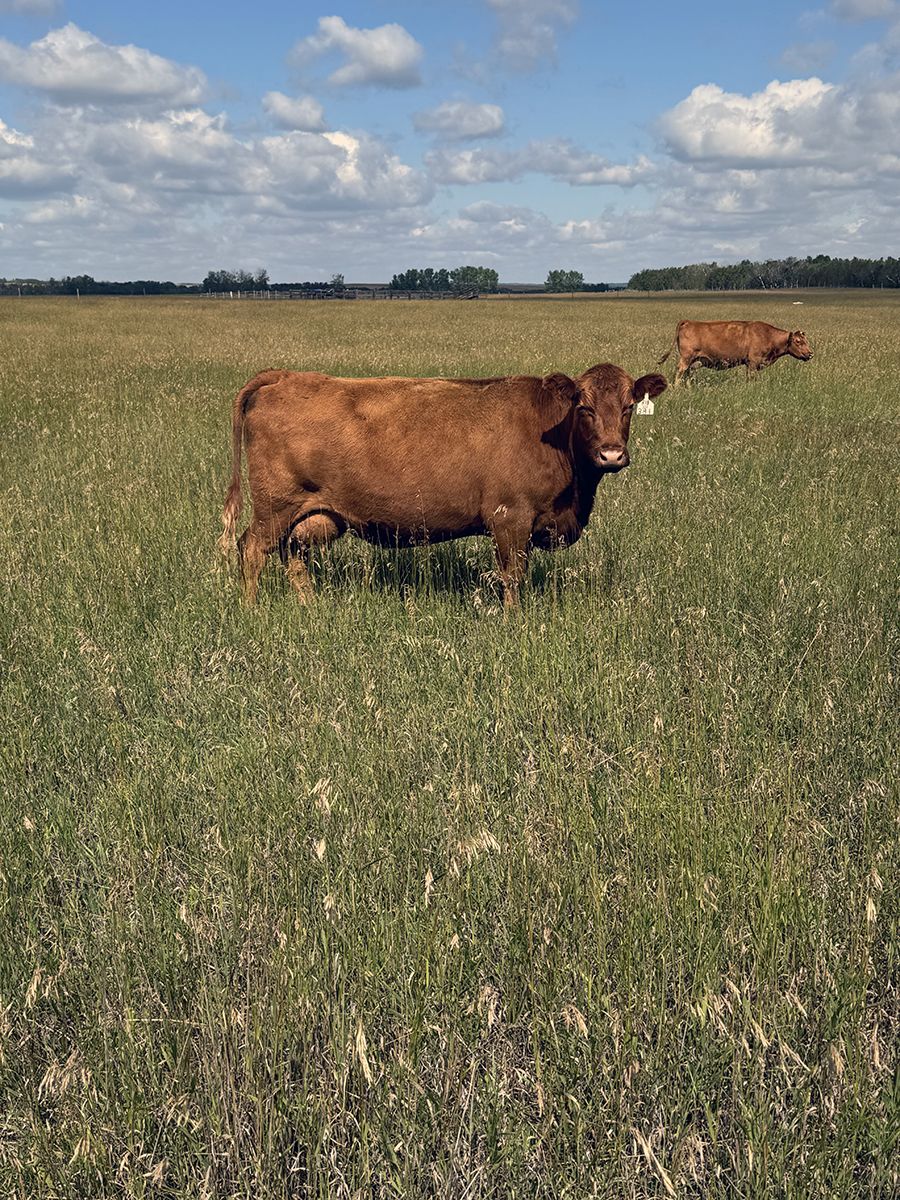 Hill 70 Quantock Ranch​ 1