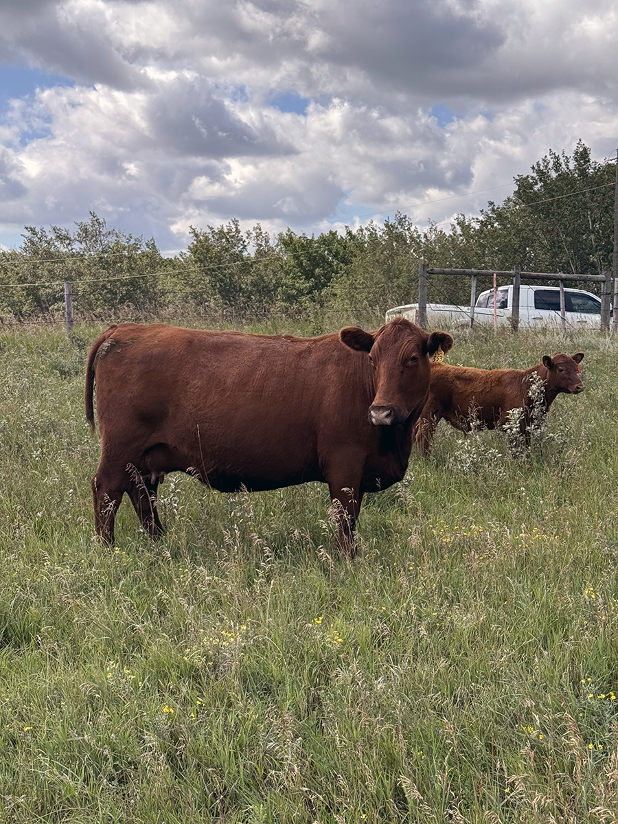 Hill 70 Quantock Ranch​ 3