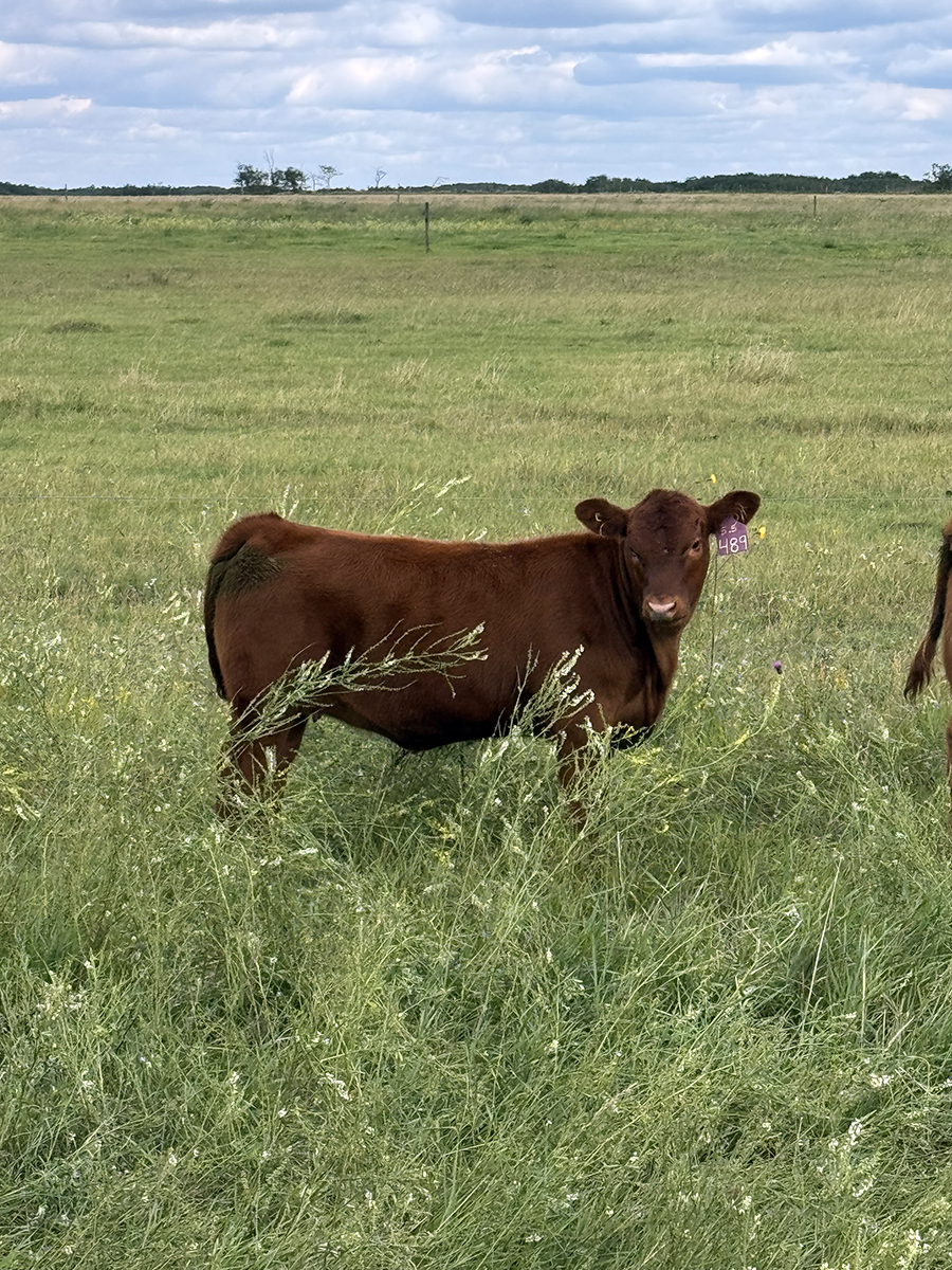 Hill 70 Quantock Ranch​ 5