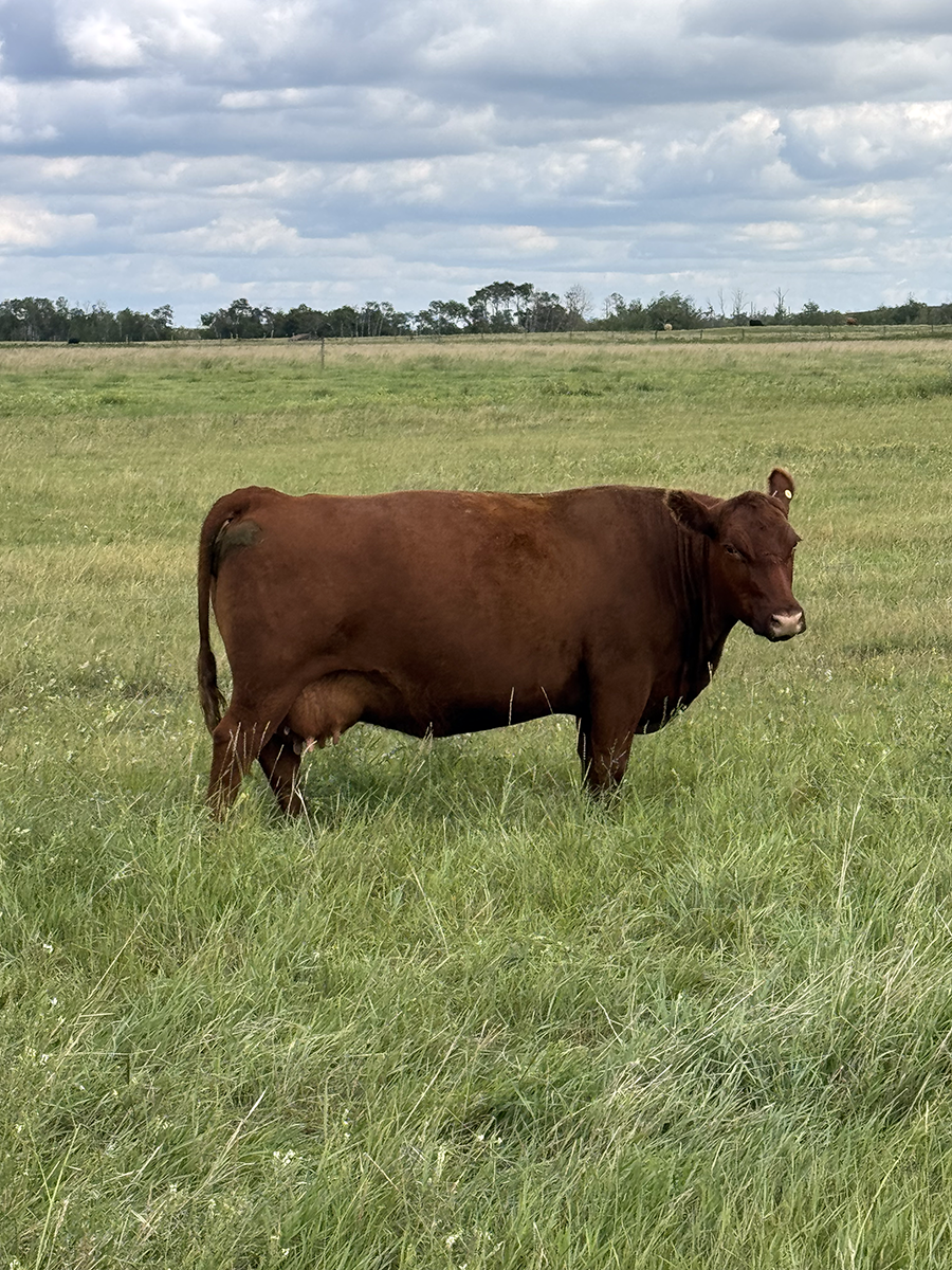 Hill 70 Quantock Ranch​ 6