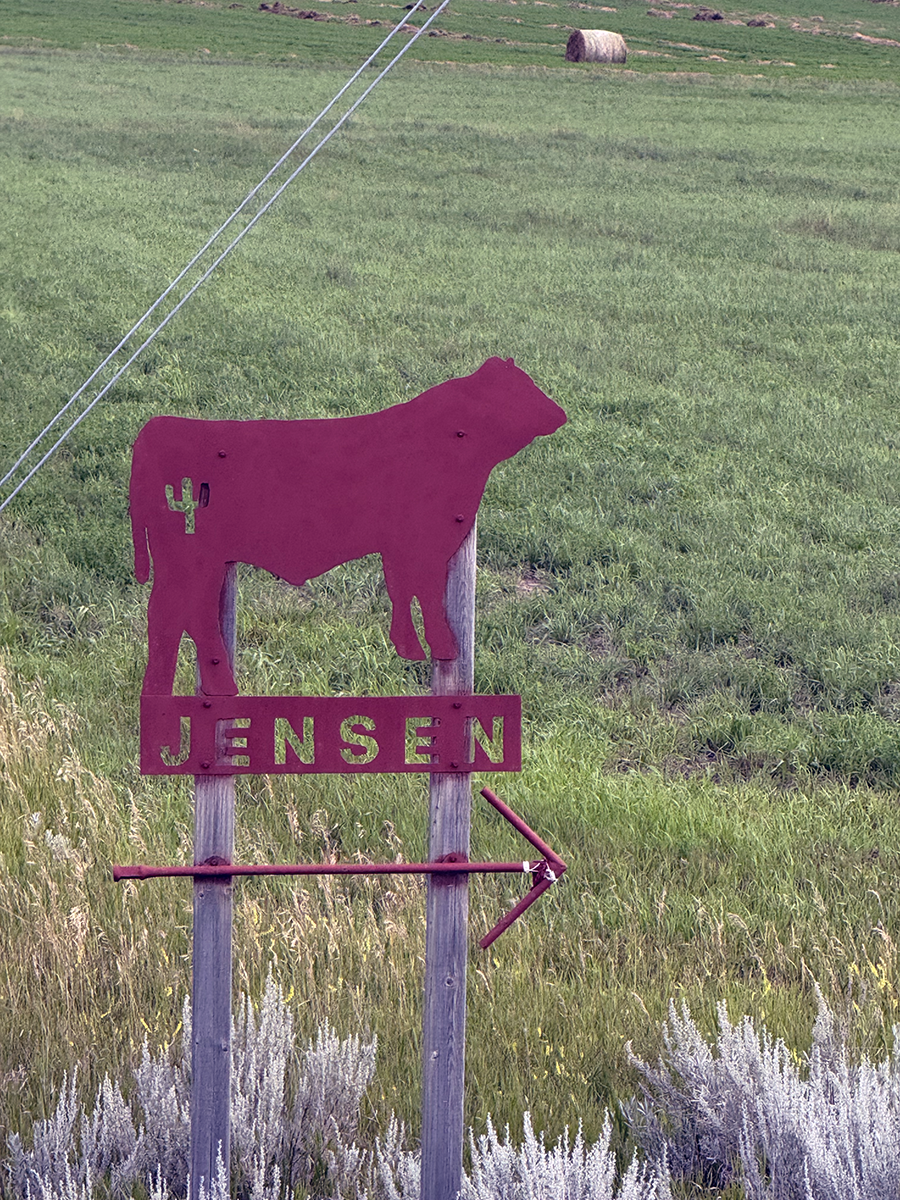 Jensen Red Angus
