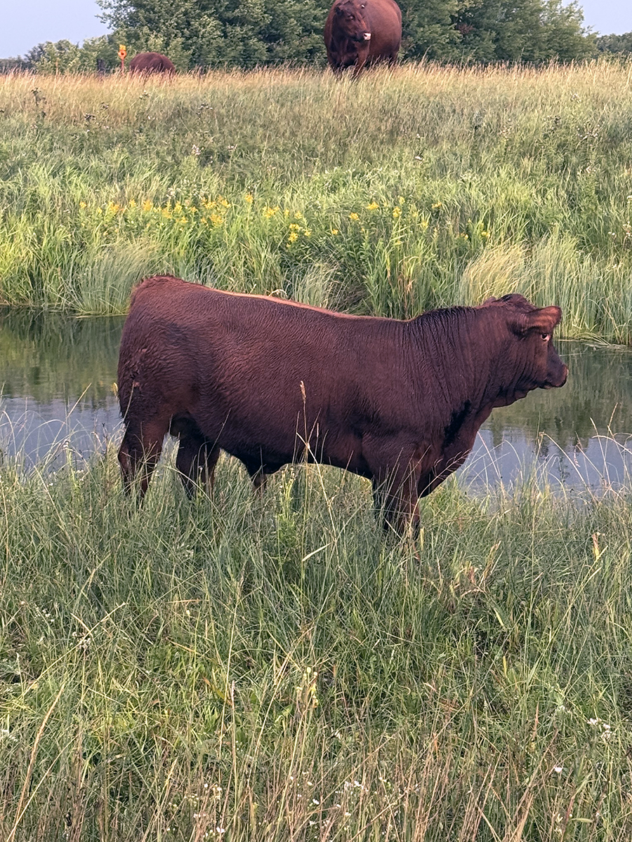 Stuart Cattle Station 1