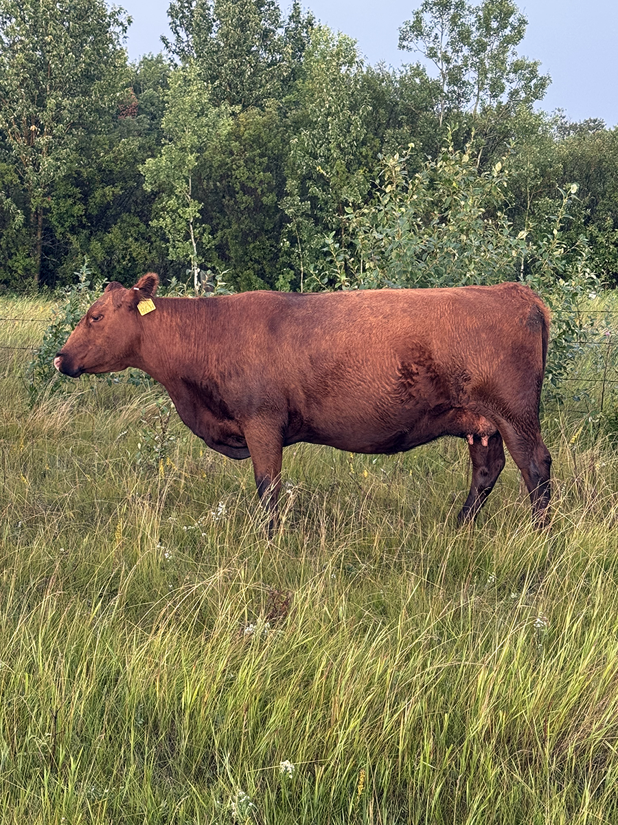 Stuart Cattle Station 2