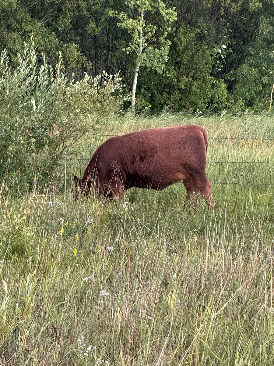 Stuart Cattle Station 3