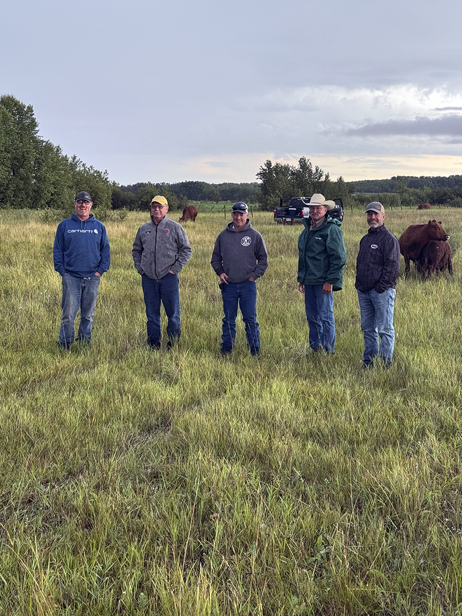 Stuart Cattle Station 4