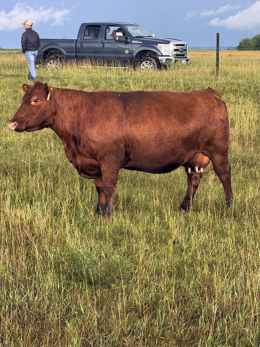 Stuart Cattle Station 5